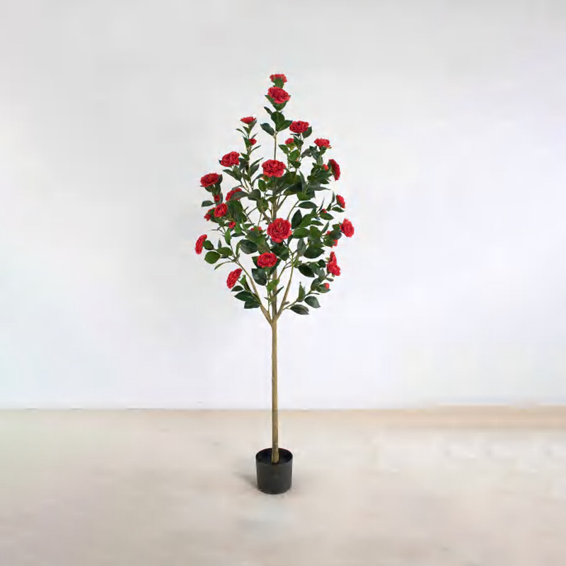 Camellia B