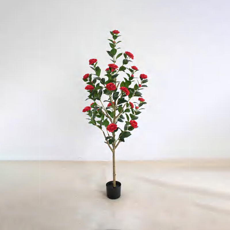 Camellia B
