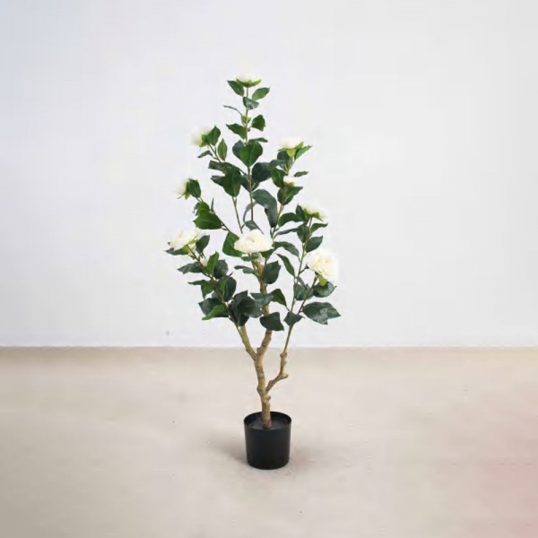 Camellia C