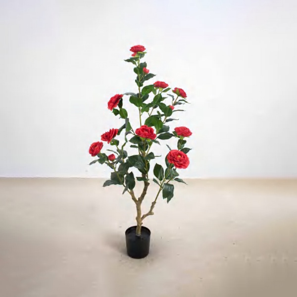 Camellia D