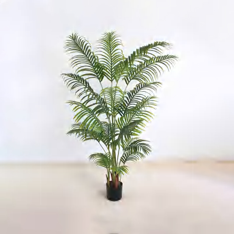 Areca Palm