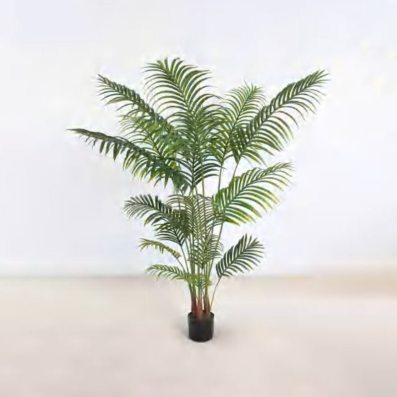 Areca Palm