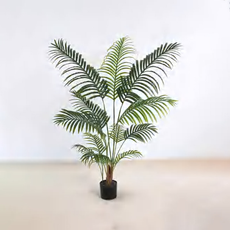 Areca Palm