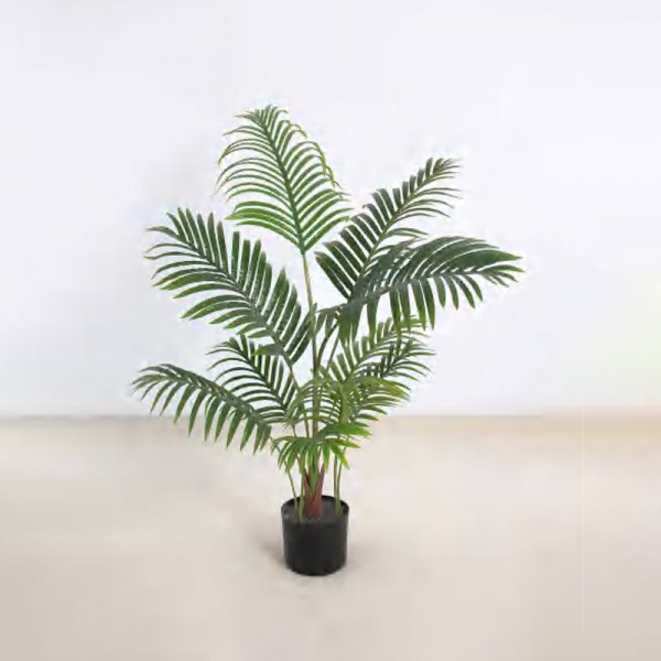 Areca Palm
