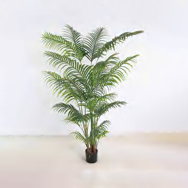 Areca Palm