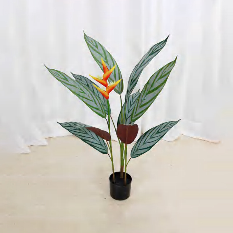 Calathea musaica