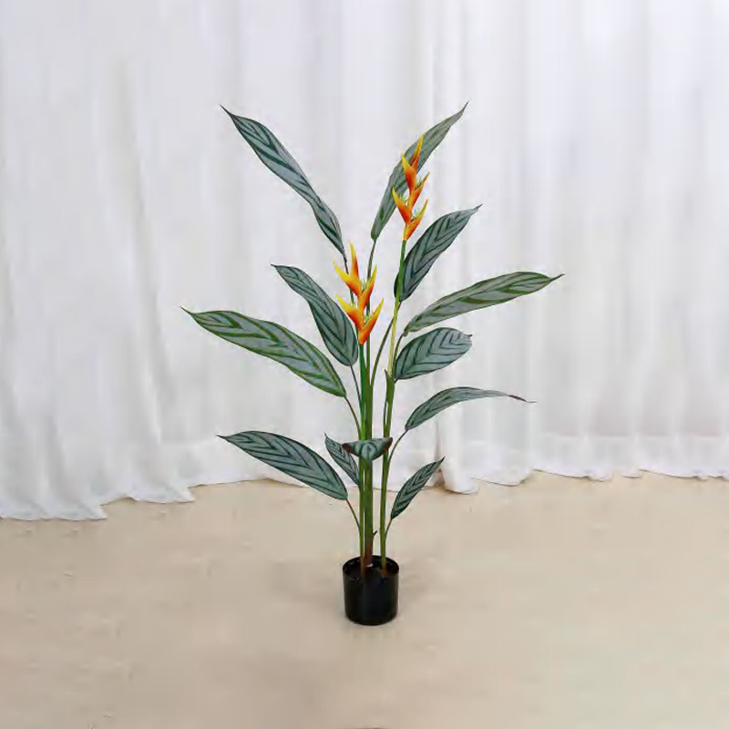 Calathea musaica
