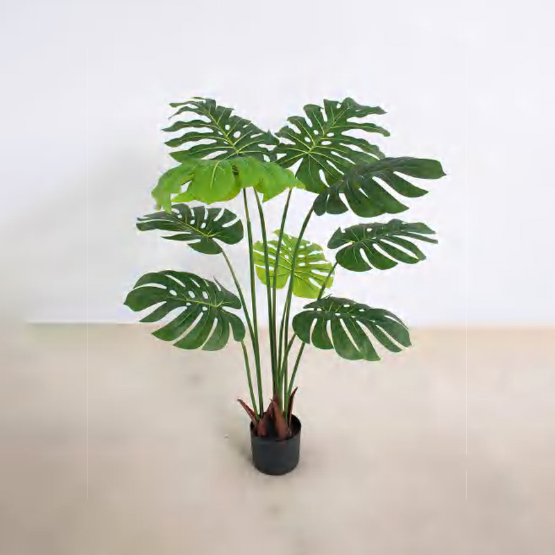 Monstera deliciosa A