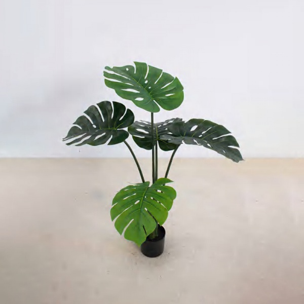 Monstera deliciosa B