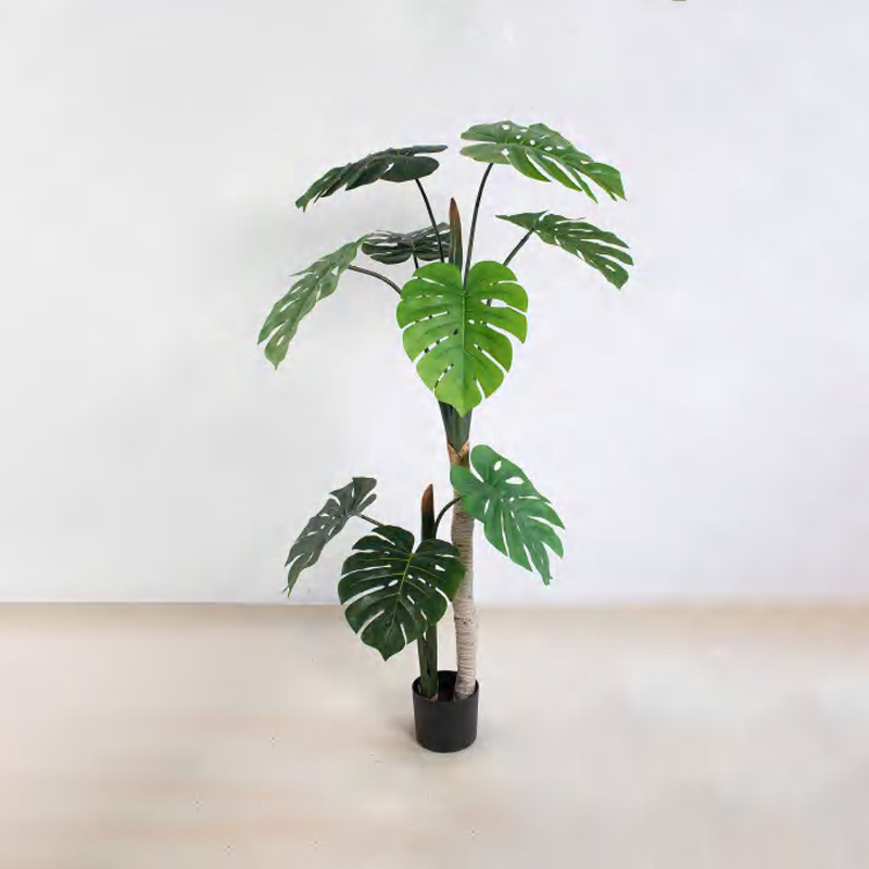 Monstera deliciosa C