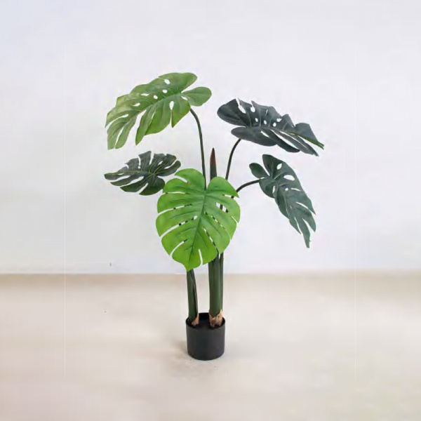 Monstera deliciosa C