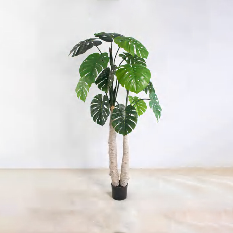 Monstera deliciosa C