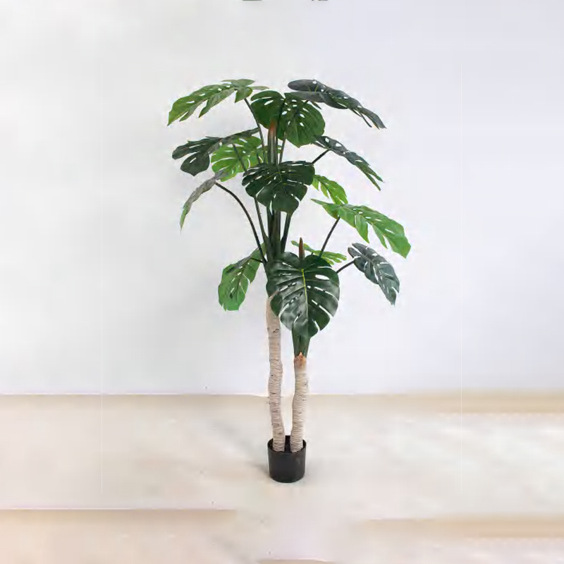 Monstera deliciosa C