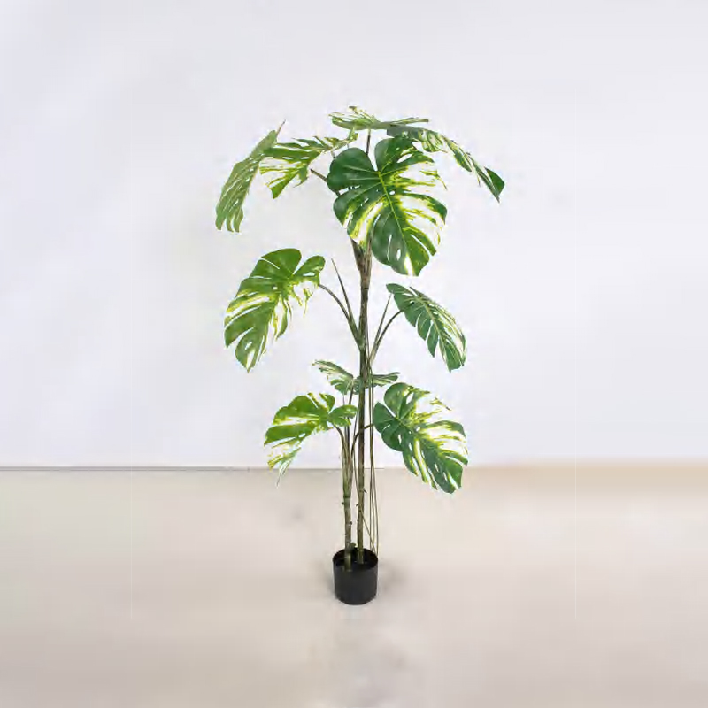 Monstera deliciosa D