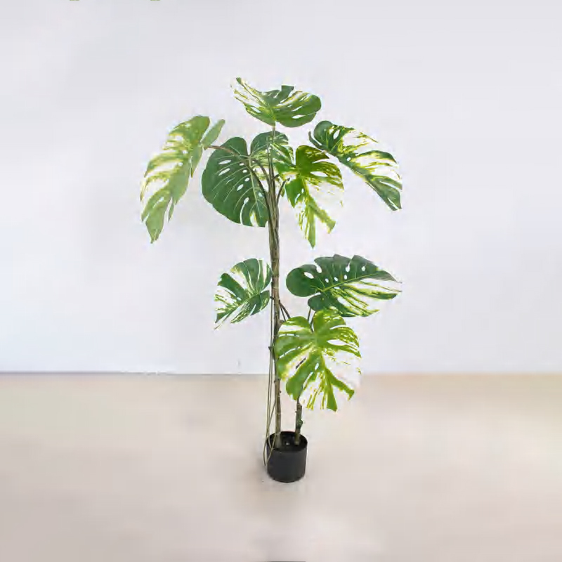 Monstera deliciosa D