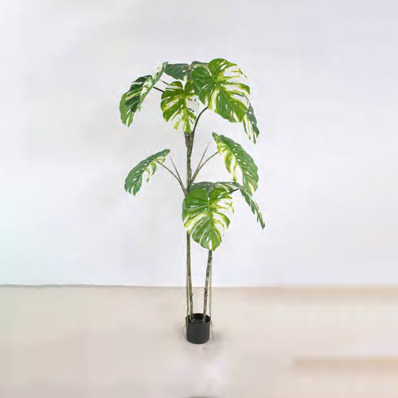 Monstera deliciosa D