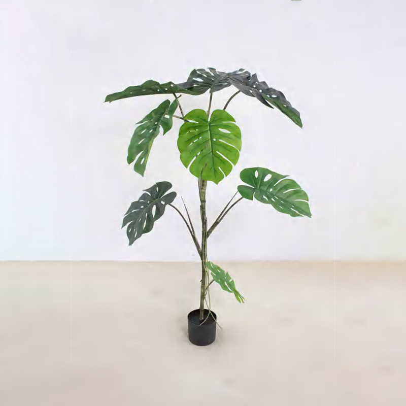 Monstera deliciosa E