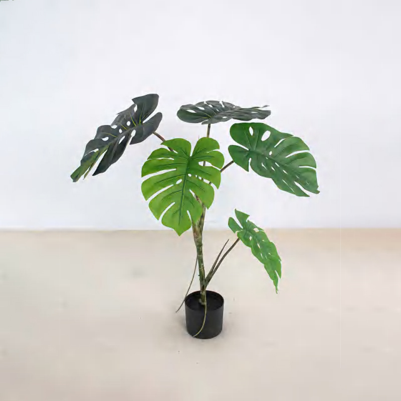 Monstera deliciosa E