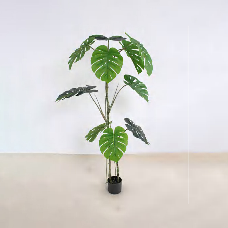 Monstera deliciosa E