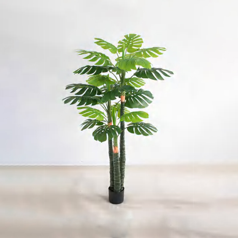 Monstera deliciosa F