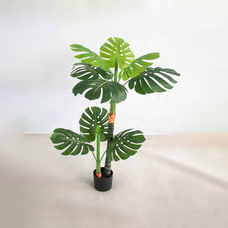 Monstera deliciosa F