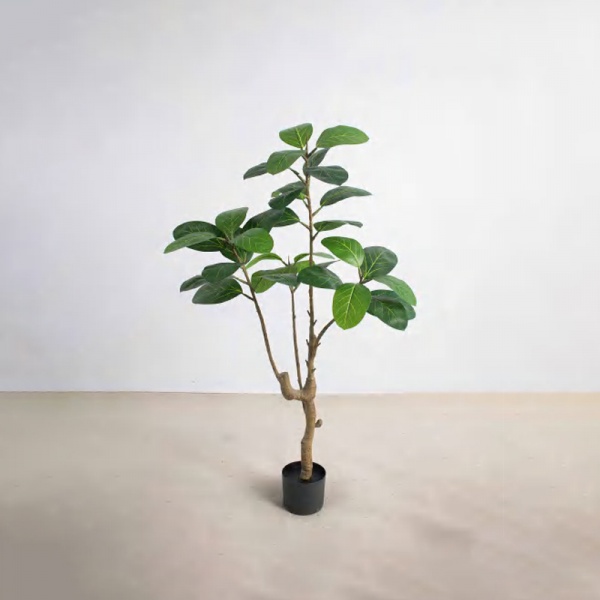 Ficus altissima