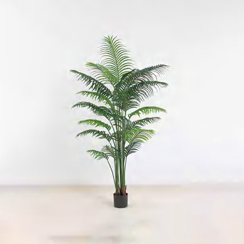 Royal Palm