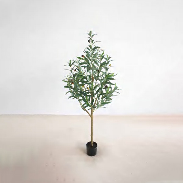 Olive Tree B