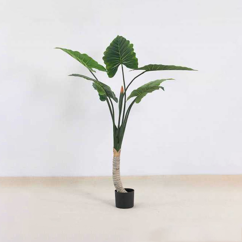 Alocasia A