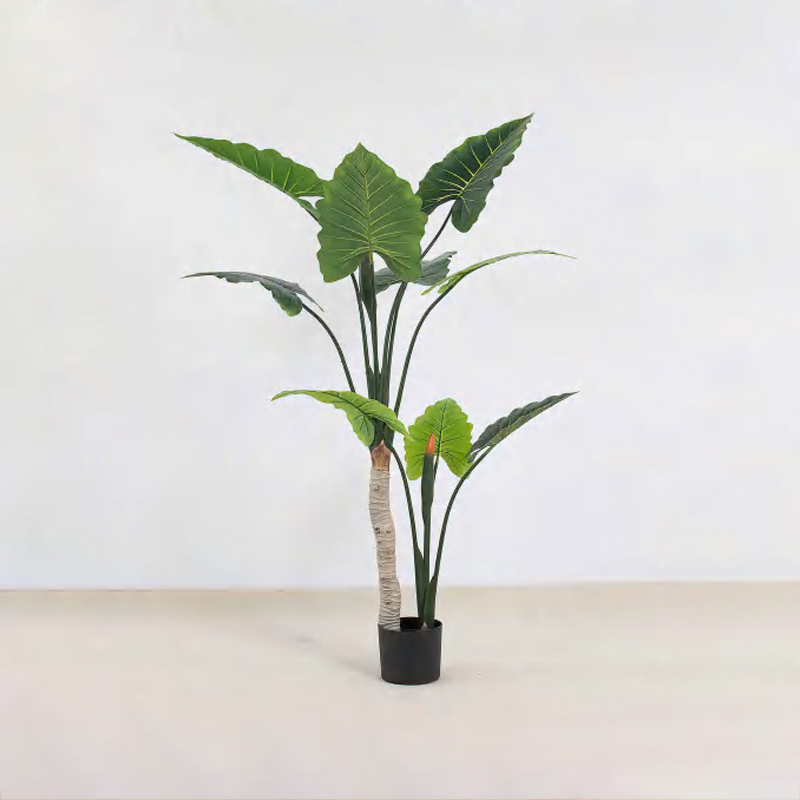 Alocasia A