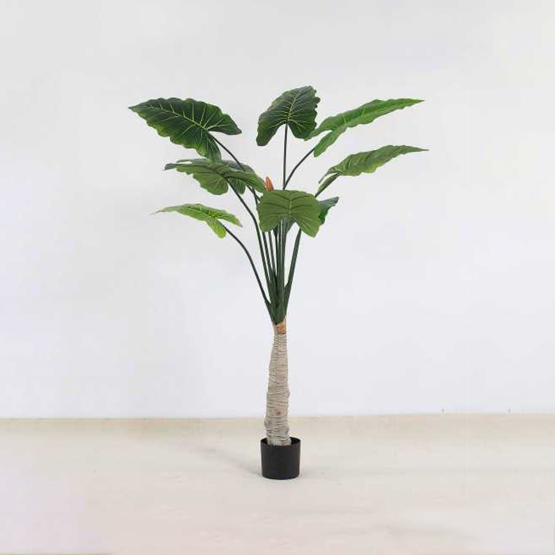 Alocasia A