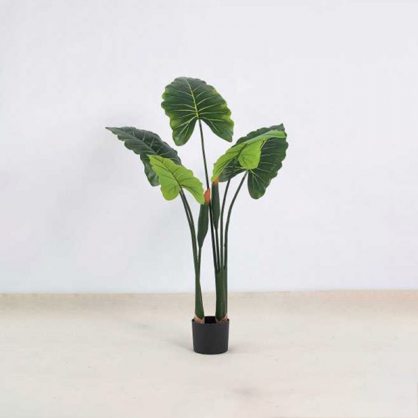 Alocasia A