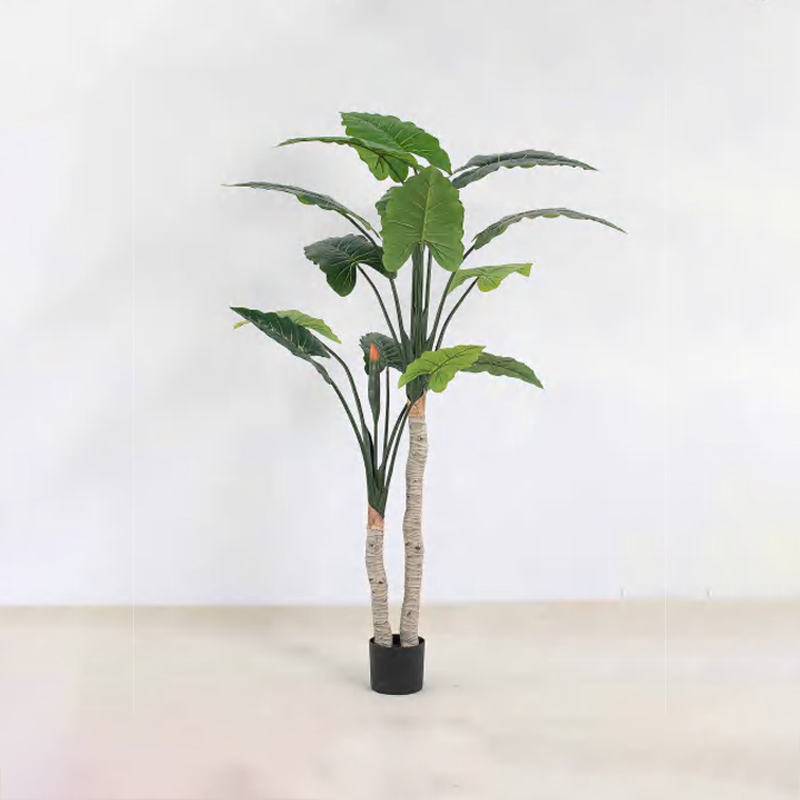 Alocasia A
