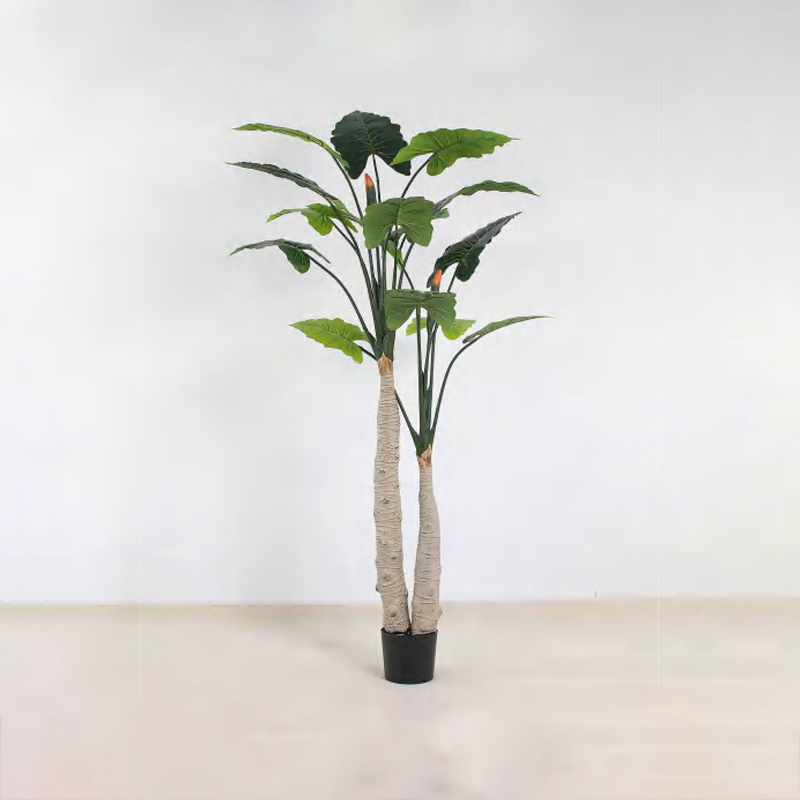 Alocasia A