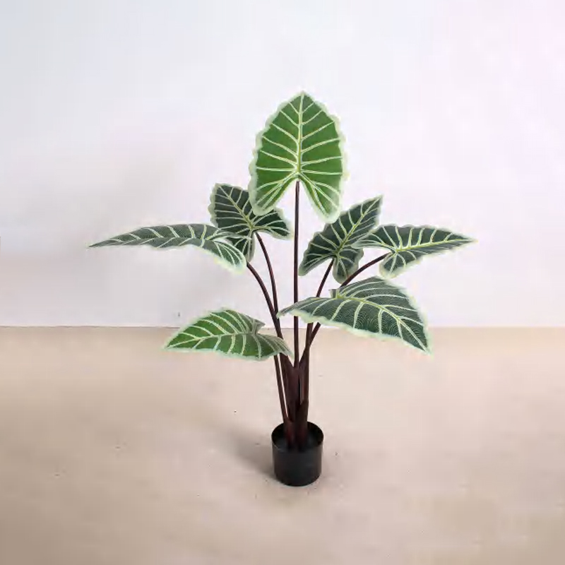Alocasia C