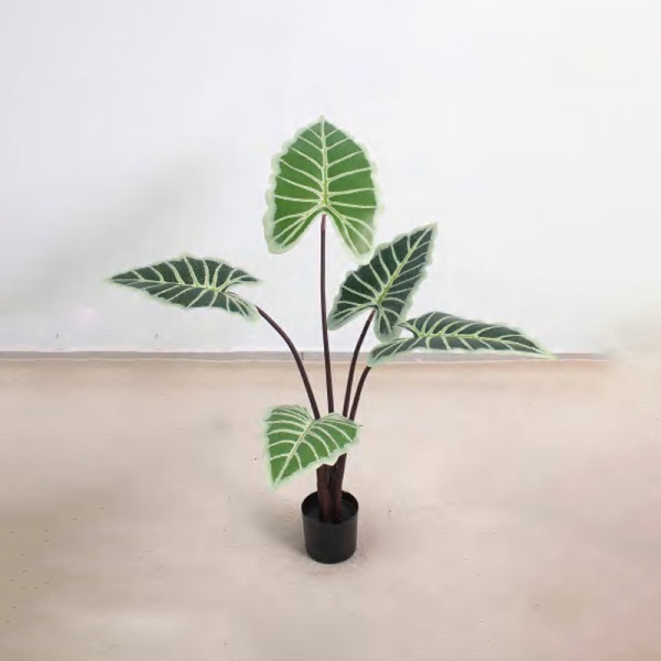 Alocasia C