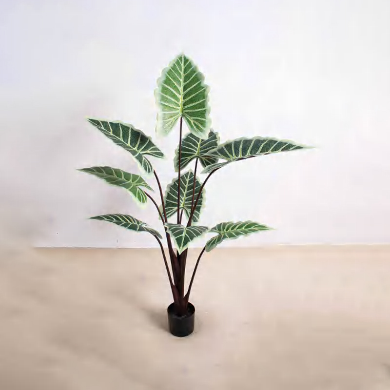 Alocasia C