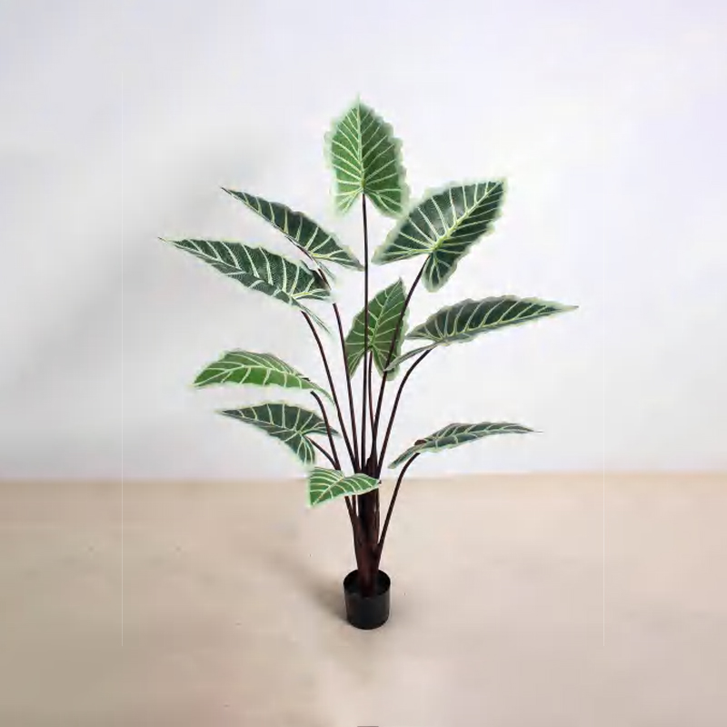 Alocasia C