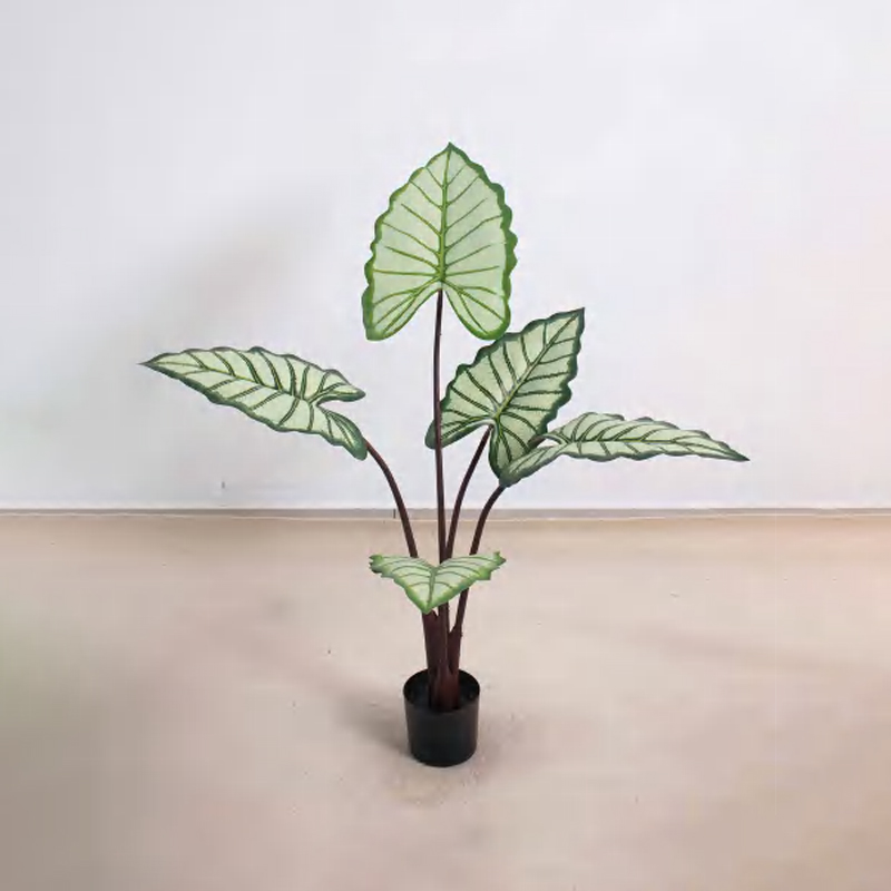Alocasia D