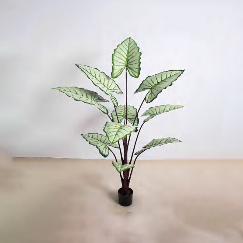 Alocasia D