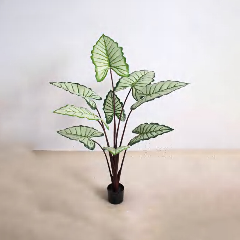 Alocasia D