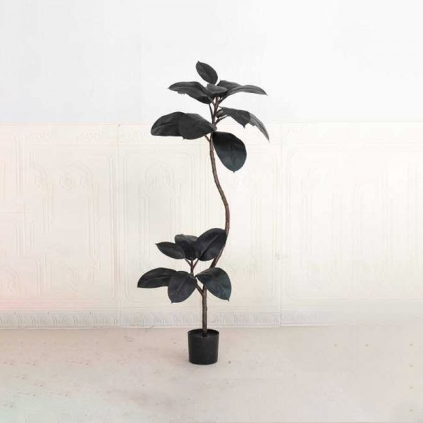 Ficus elastica 