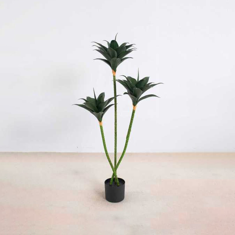 Crown Orchid