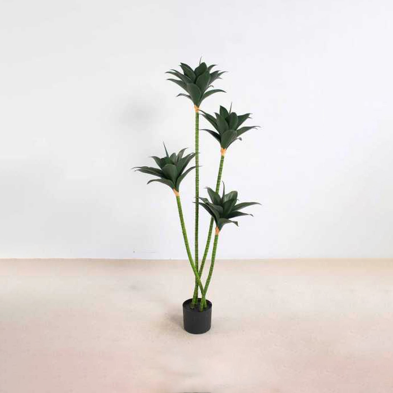 Crown Orchid