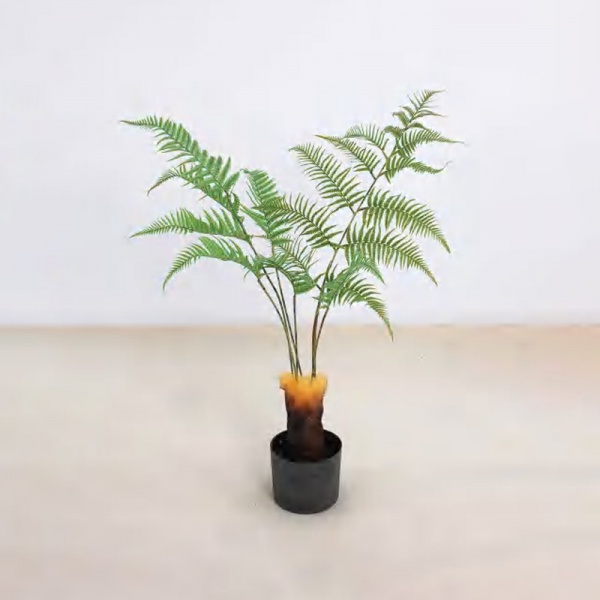 Davallia mariesii