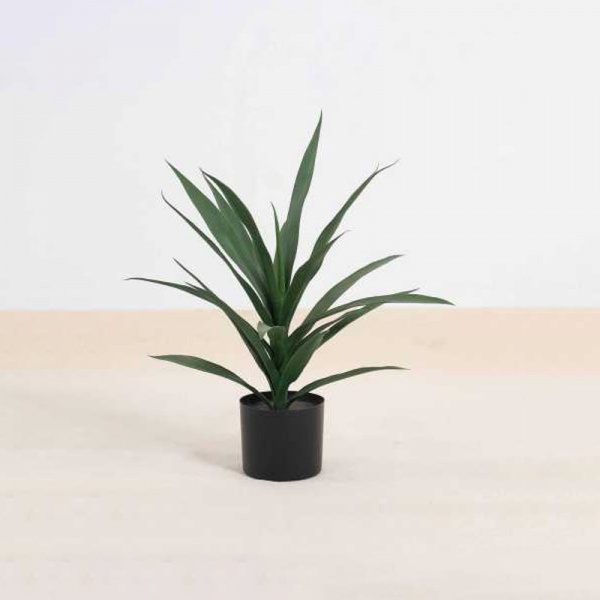 Sisal A