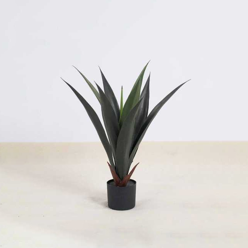 Sisal C