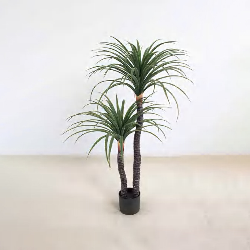 Dracaena draco B