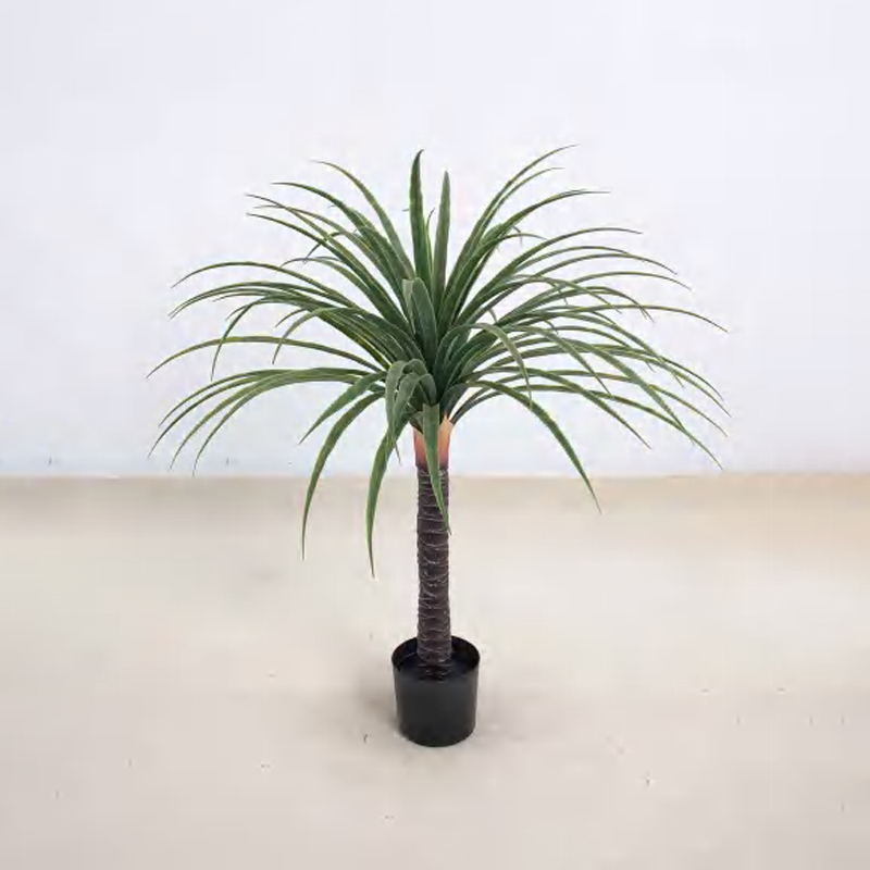 Dracaena draco B