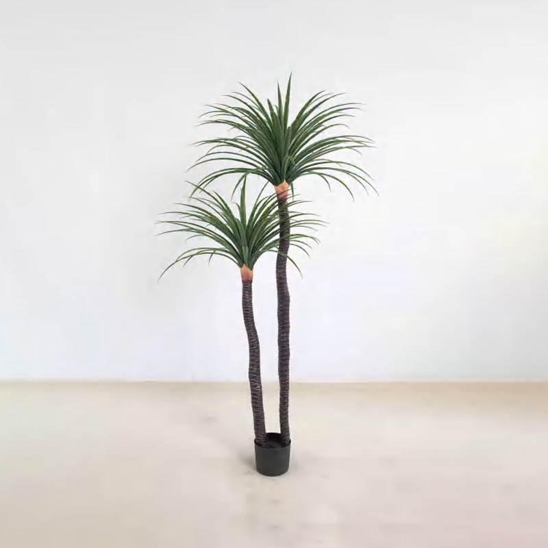 Dracaena draco B